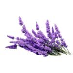 lavender essential oil