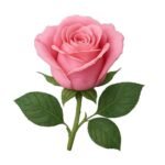 Rose Essential Oil