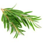 Rosemary Essential Oil