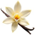 Vanilla Essential Oil