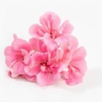 Geranium Essential Oil