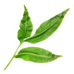 Camphor Essential Oil
