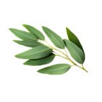 Eucalyptus Essential Oil