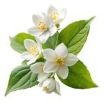 Jasmine Essential Oil