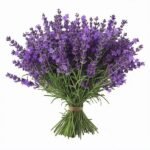 Patchouli Essential Oil