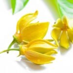Ylang Ylang Essential Oil