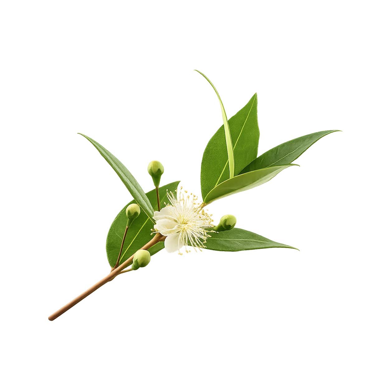 Amyris Essential Oil