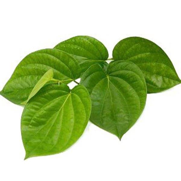 Betel Leaf Essential Oil