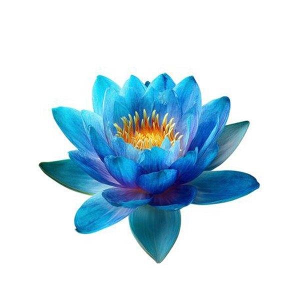 Blue Lotus Essential Oil
