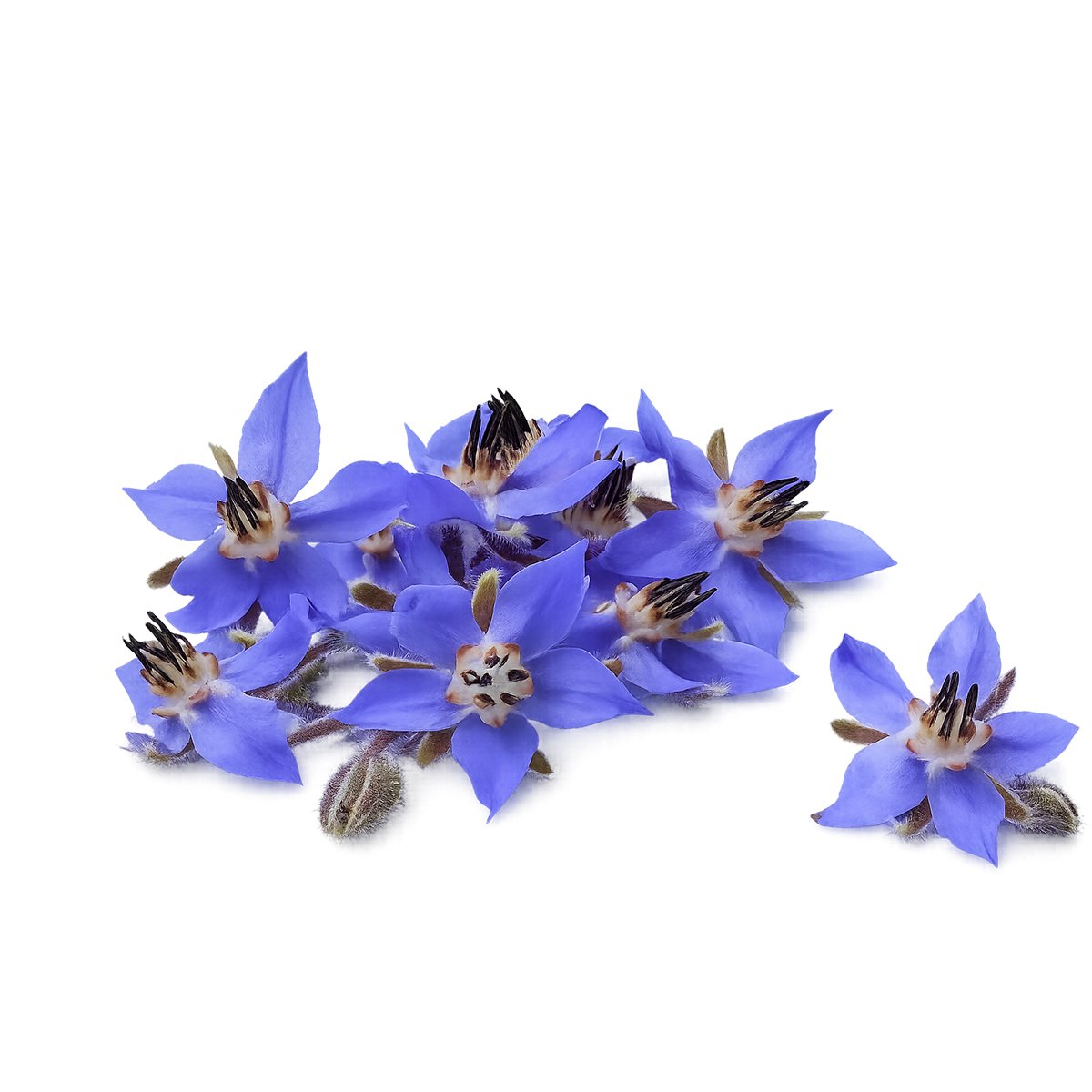 Blue Tansy Essential Oil