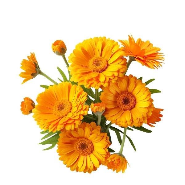 Calendula Essential Oil