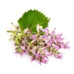 Clary Sage Fragrance Oil