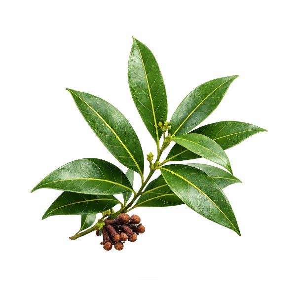 Clove Leaf Essential Oil