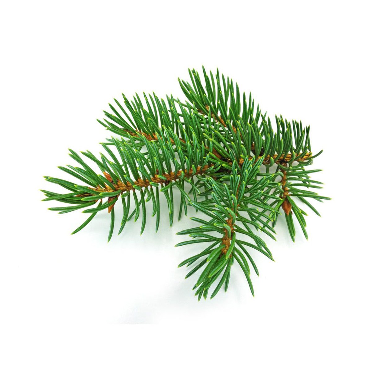 Fir Needle Essential Oil