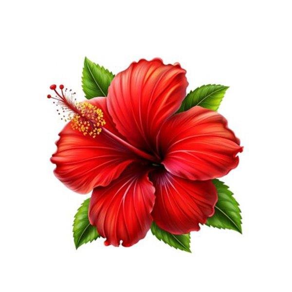 Hibiscus Essential Oil