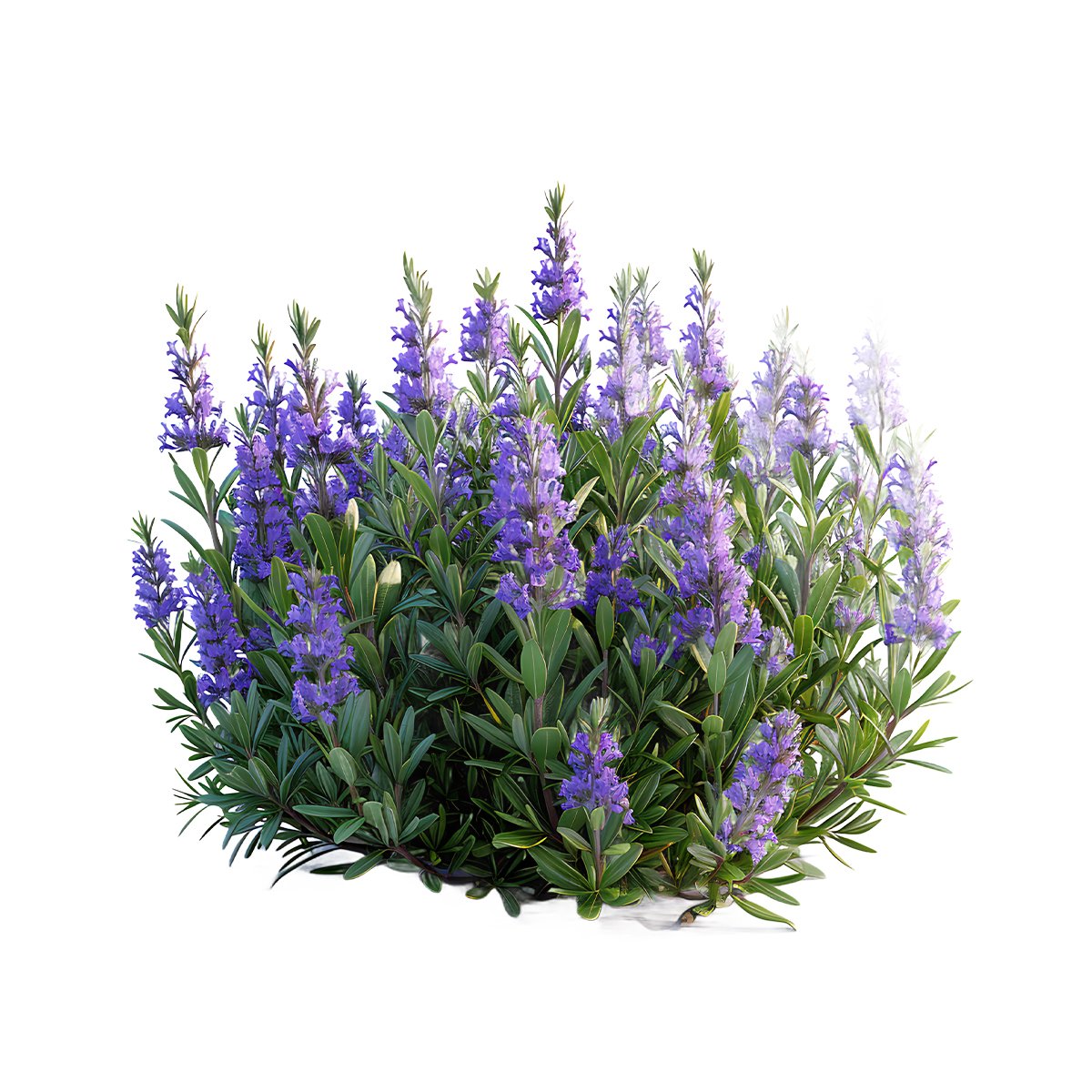 Hyssop Essential Oil