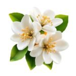 Jasmine Fragrance Oil