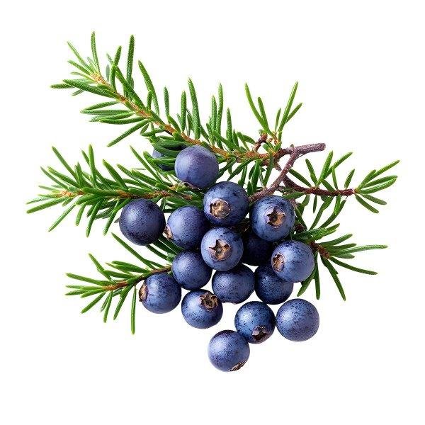 Juniper Berry Essential Oil