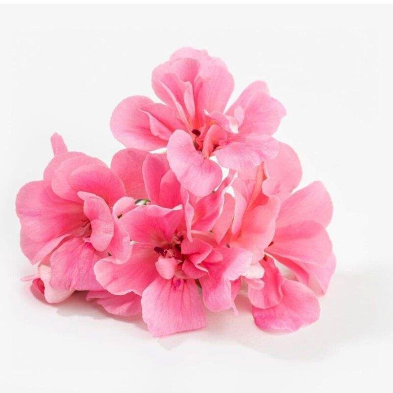 Rose Geranium Essential Oil
