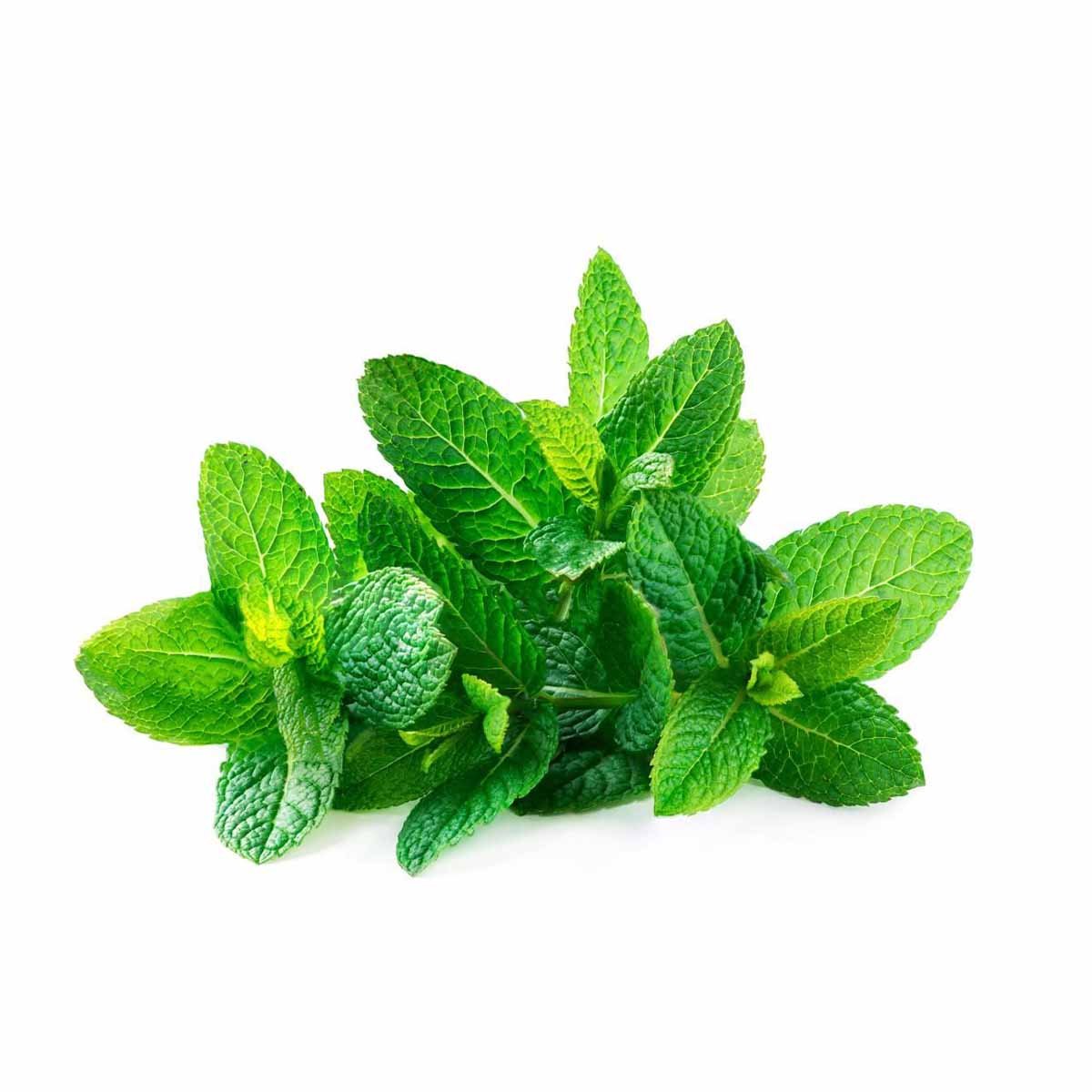 Spearmint Essential Oil