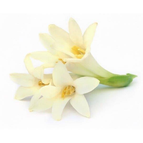 Tuberose (Rajnigandha) Essential Oil