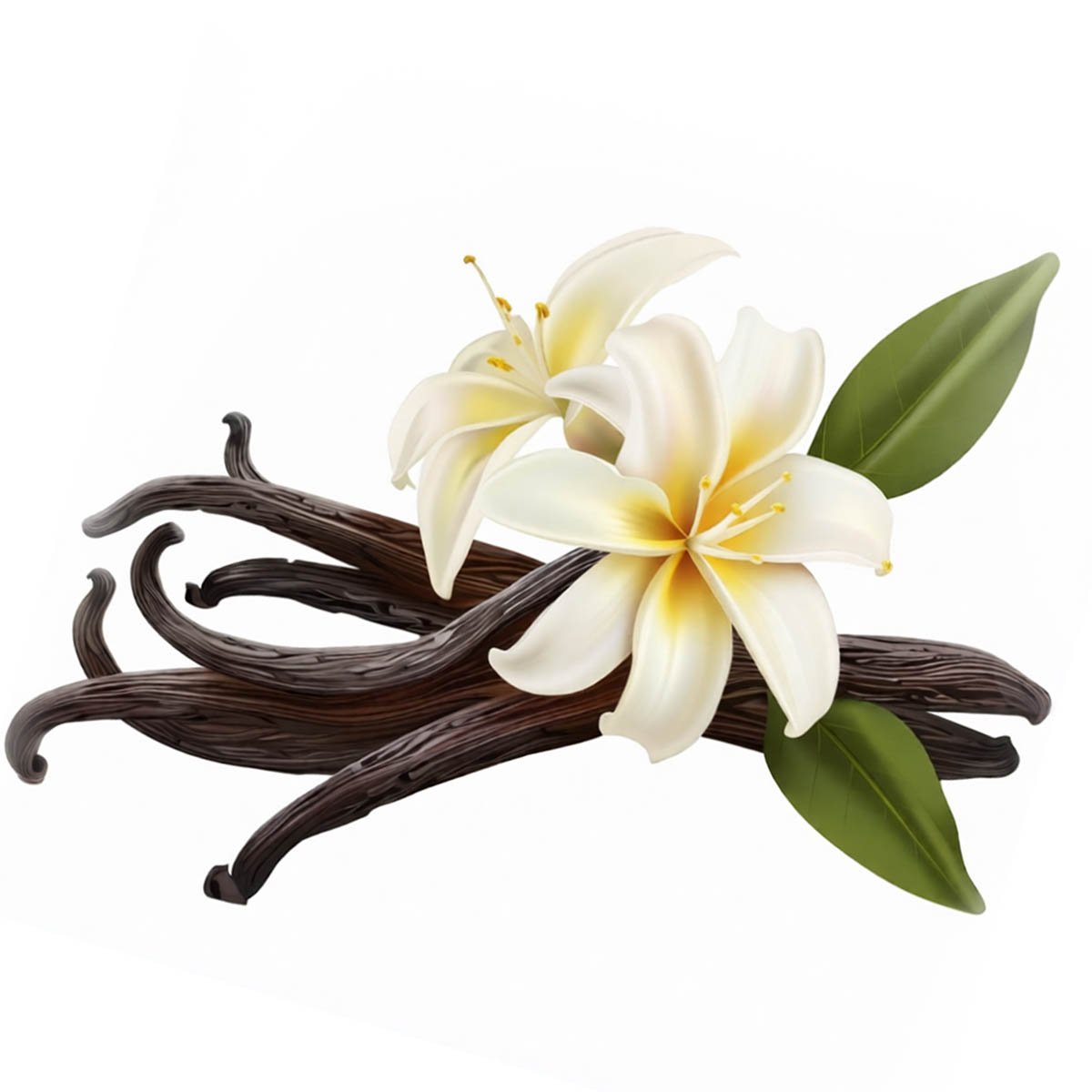 Vanilla Fragrance Oil