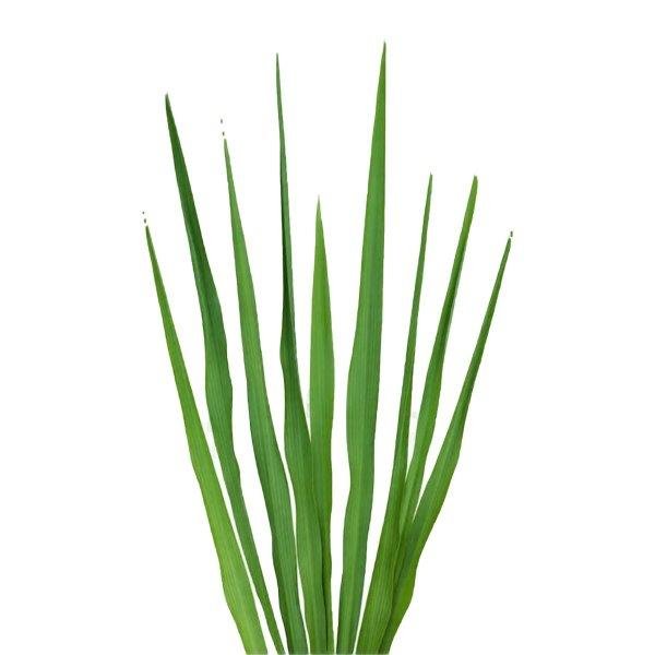 Vetiver (Khus) Essential Oil