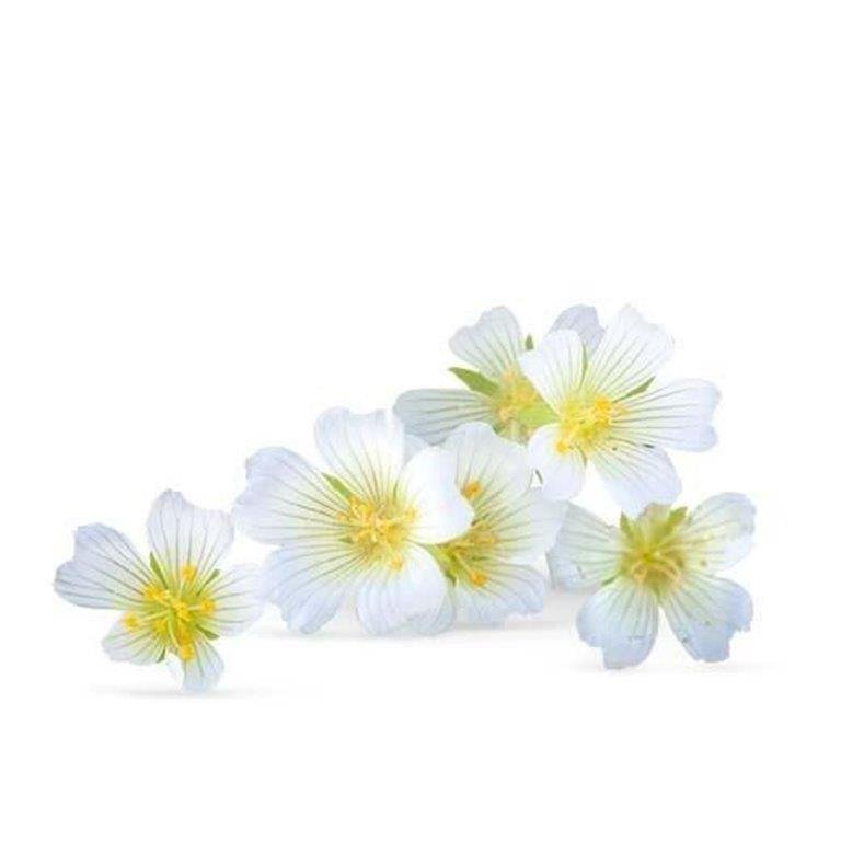 Meadowfoam Seed Oil