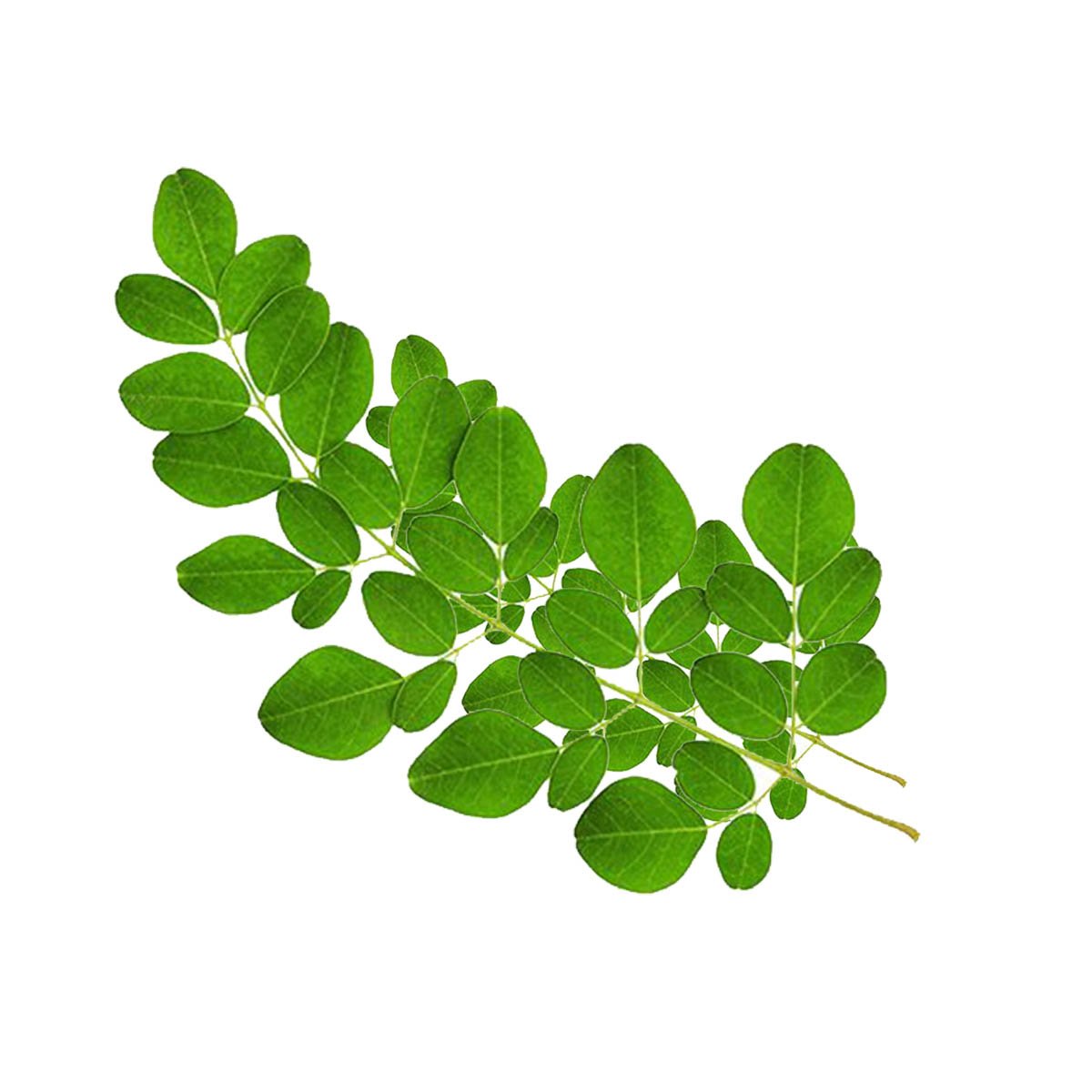 Moringa Oil