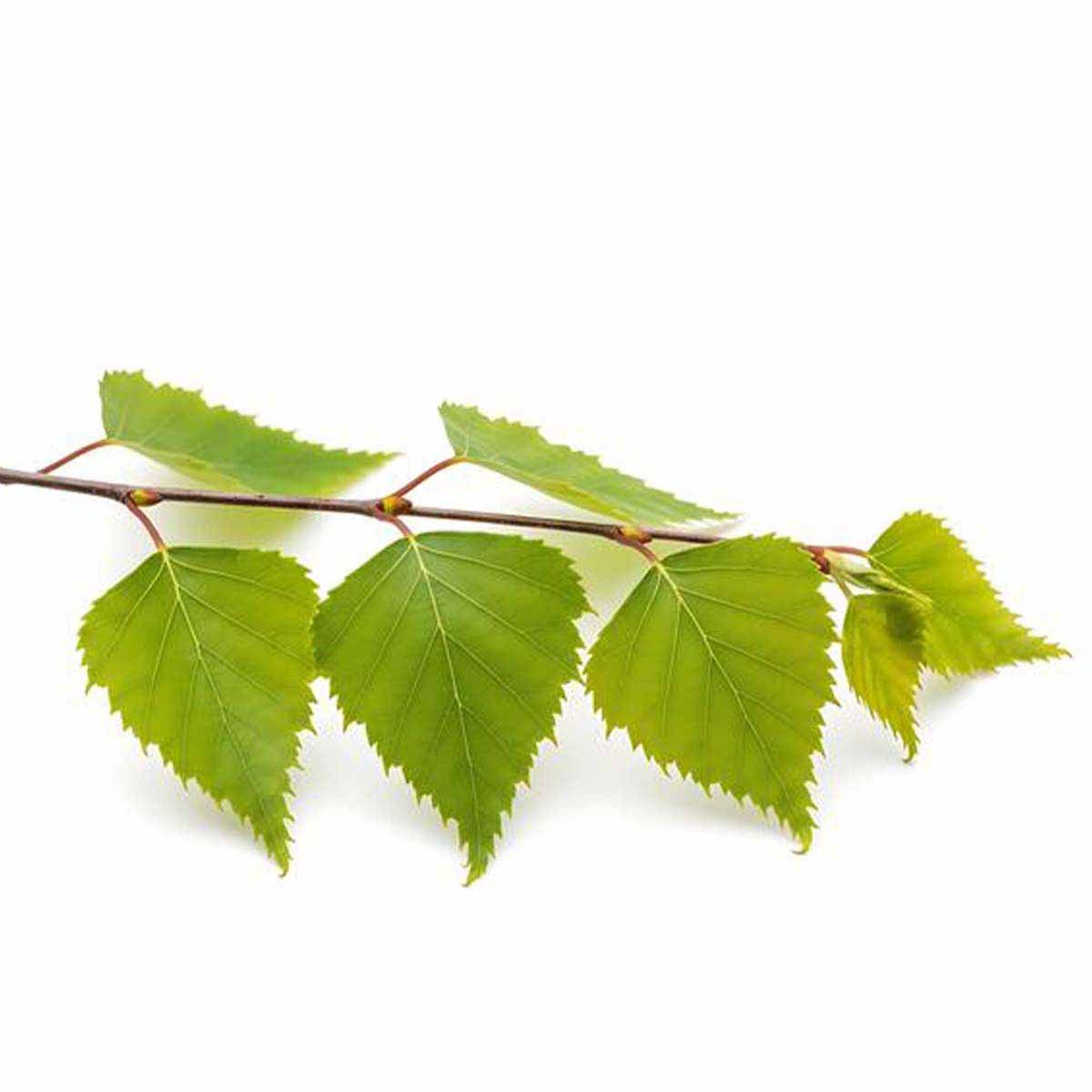 Birch Hydrosol