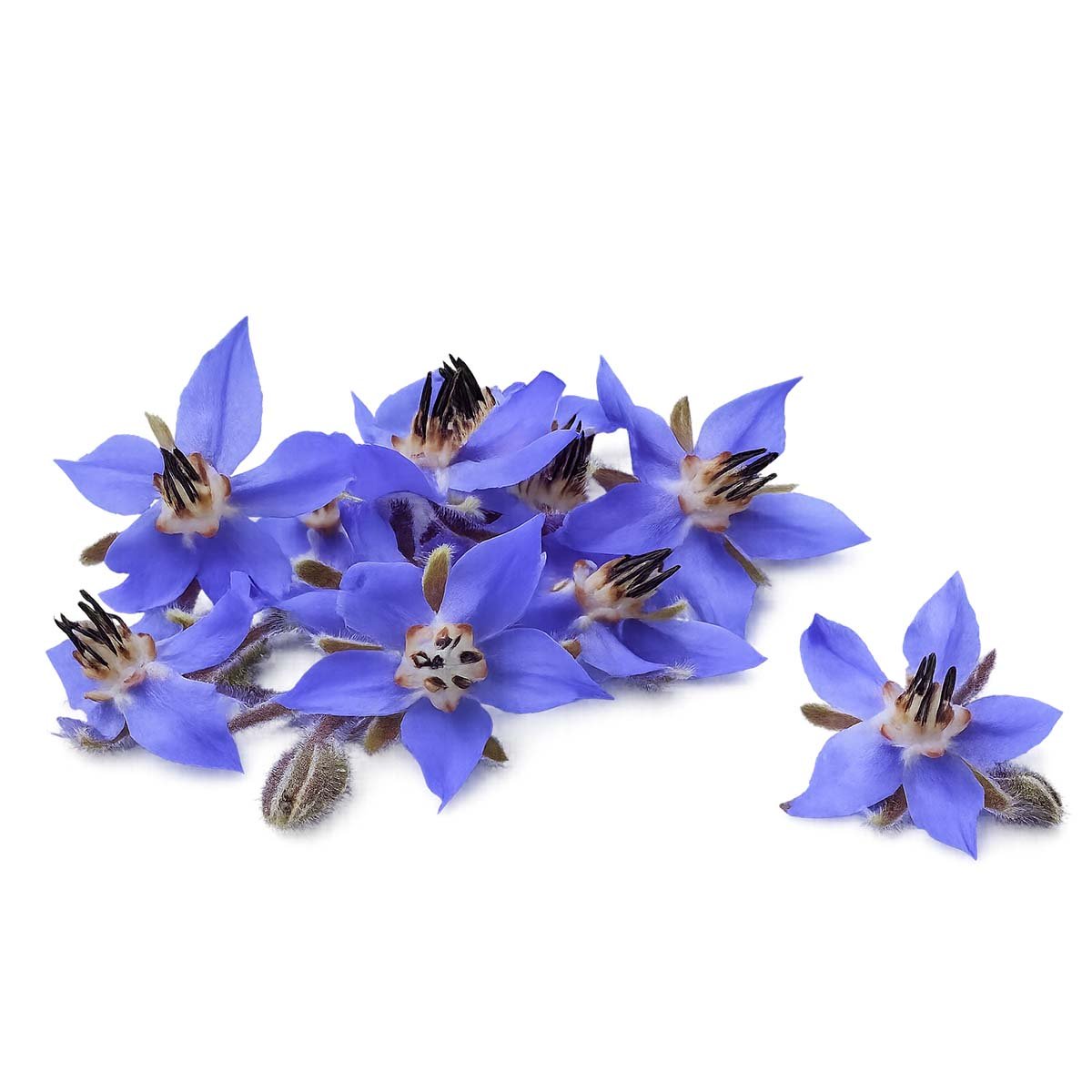 Blue Tansy Hydrosol