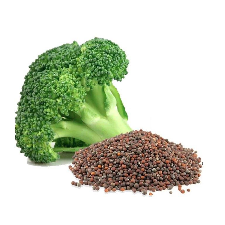Broccoli Seed Oil