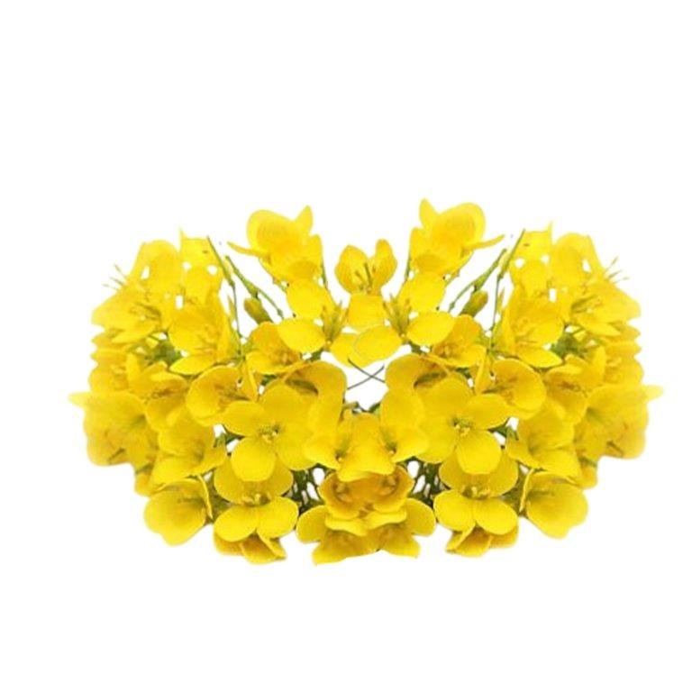 Canola Oil