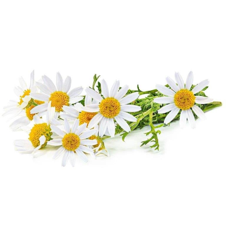 Chamomile Hydrosol