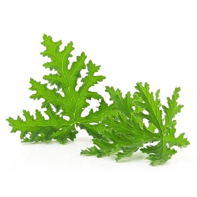 Citronella Hydrosol