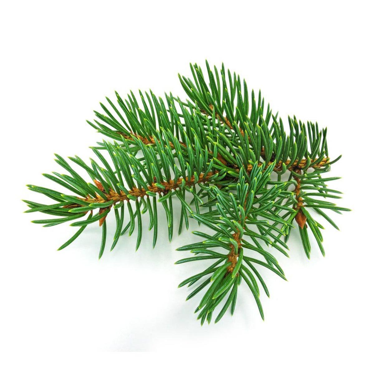 Fir Needle Hydrosol