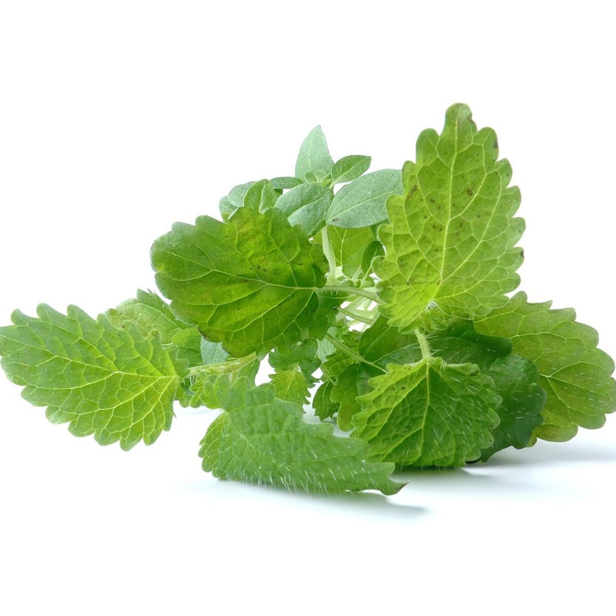 Lemon Balm Hydrosol