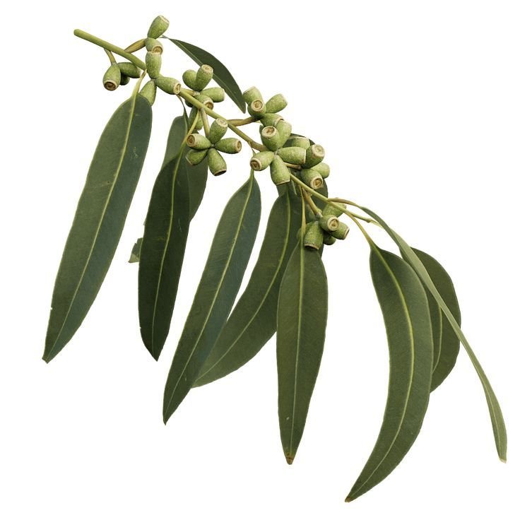Lemon Eucalyptus Hydrosol