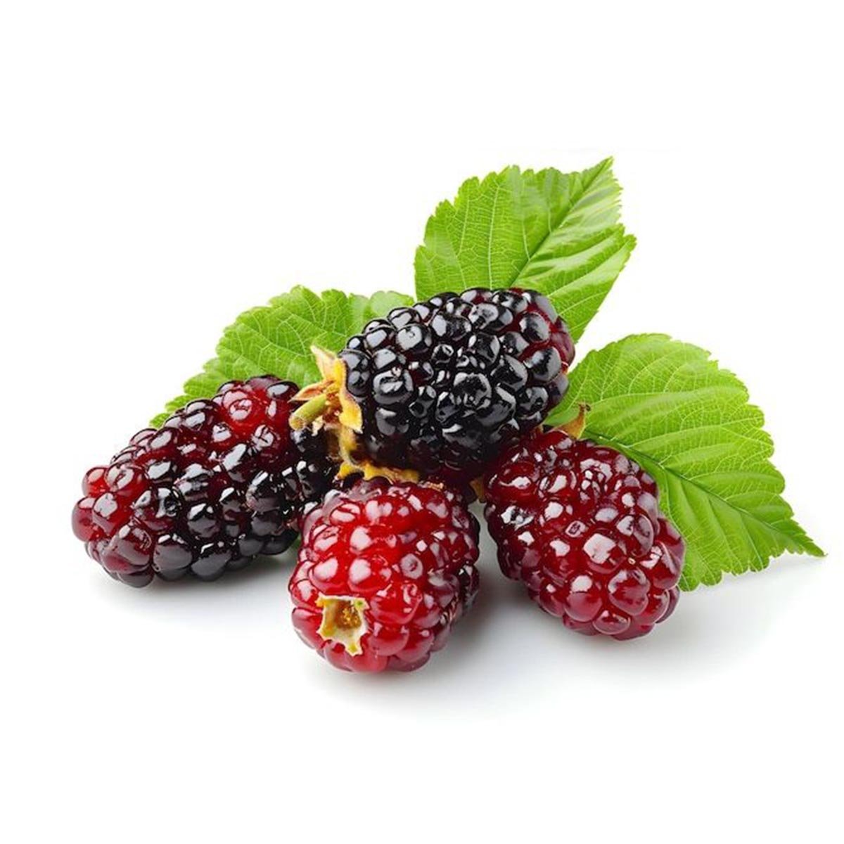 Mulberry Liquid Extract