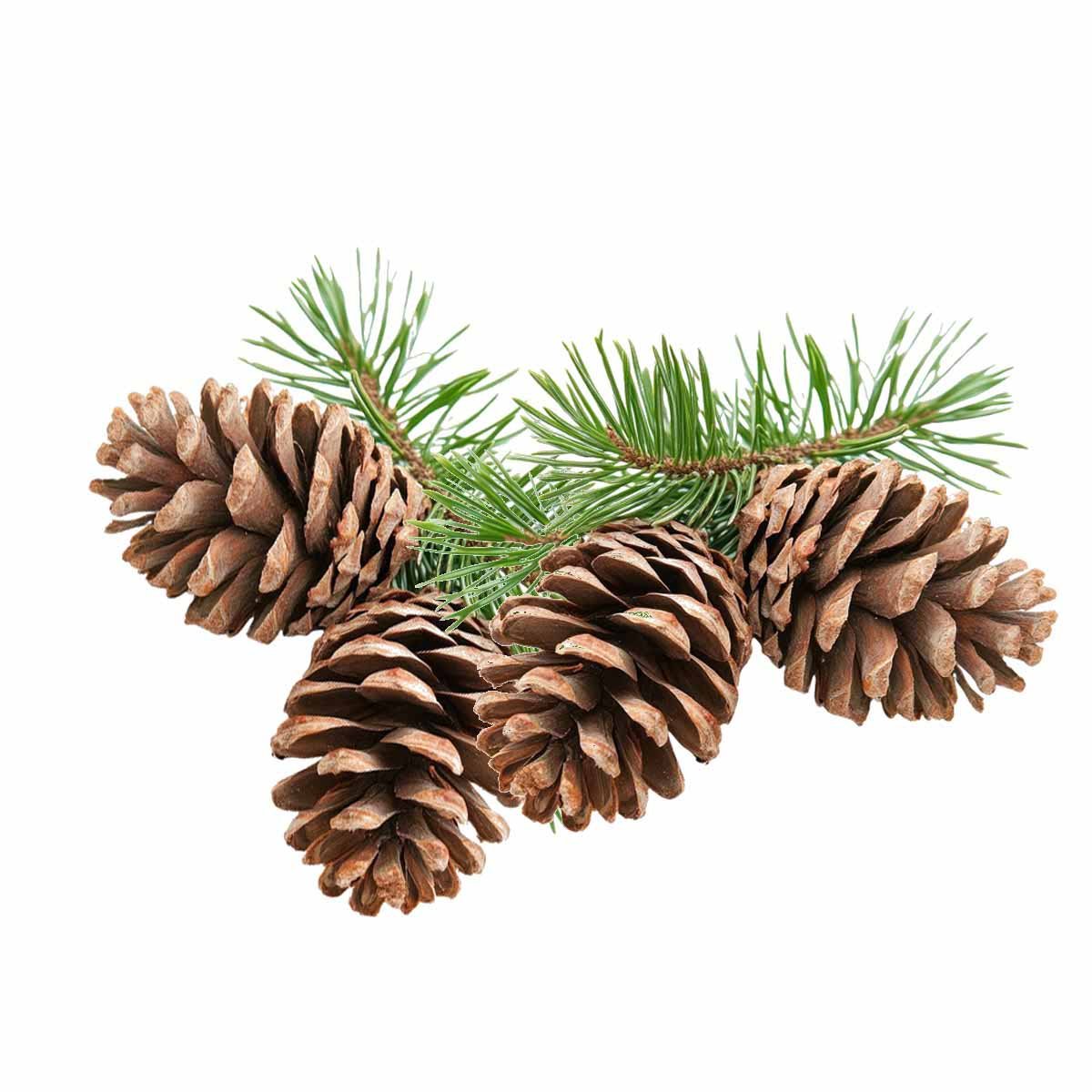 Pine Liquid Extract