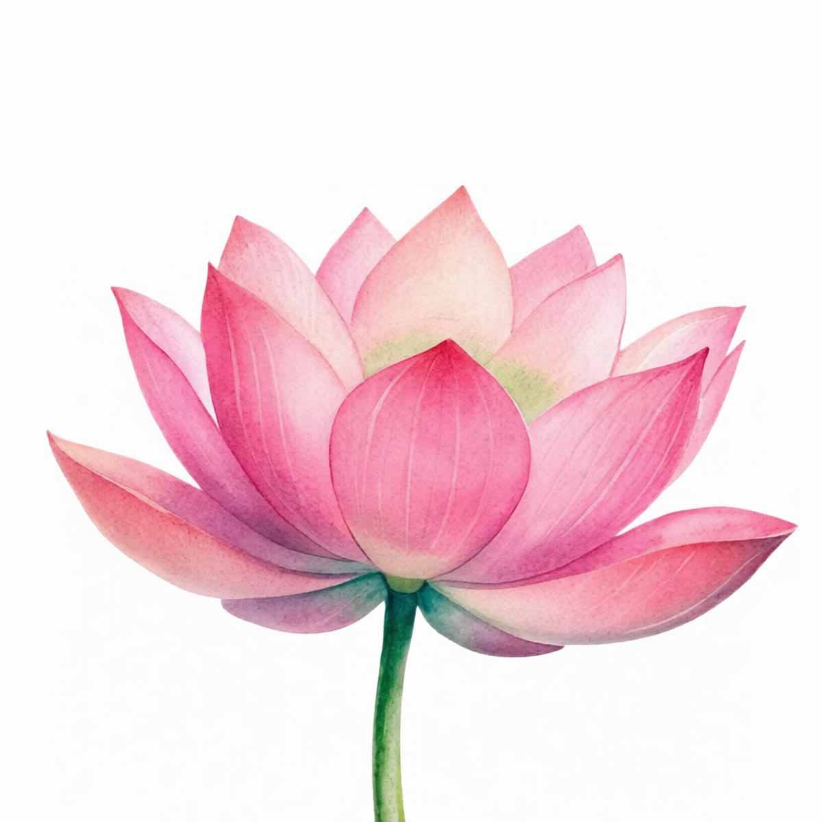 Pink Lotus Liquid Extract