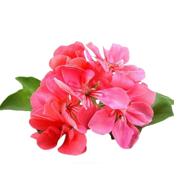 Rose Geranium Hydrosol