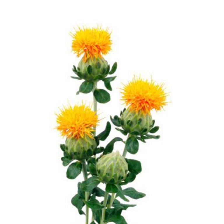 Safflower Oil