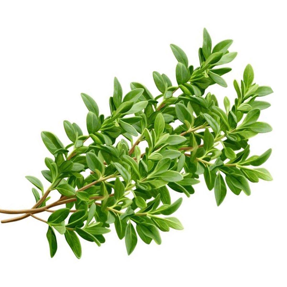 Thyme Hydrosol