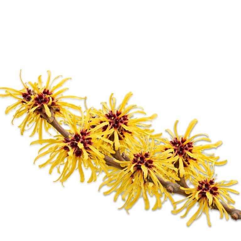 Witch Hazel Oil