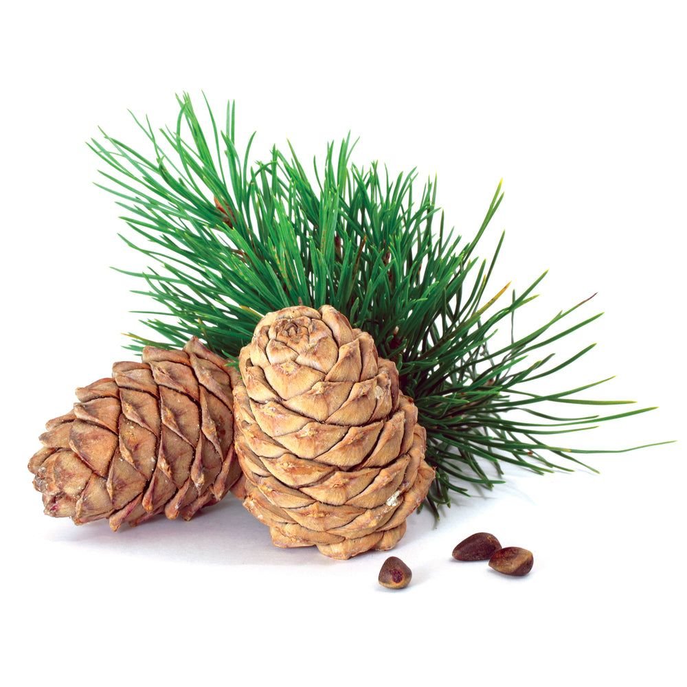 Cedarwood Fragrance Oil