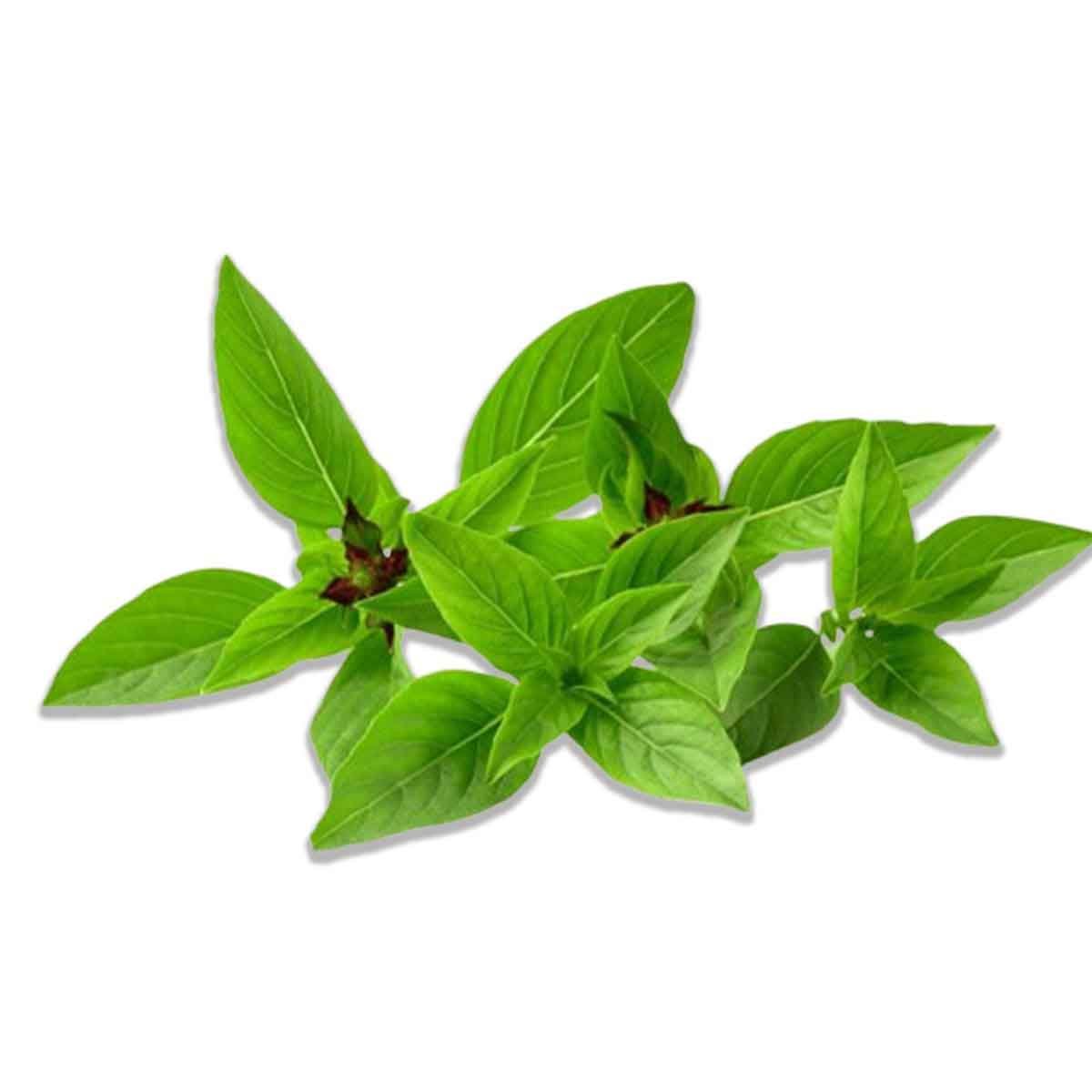 Green Tea Fragrance Oil