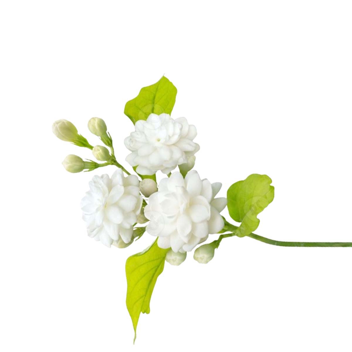 Mogra Fragrance Oil
