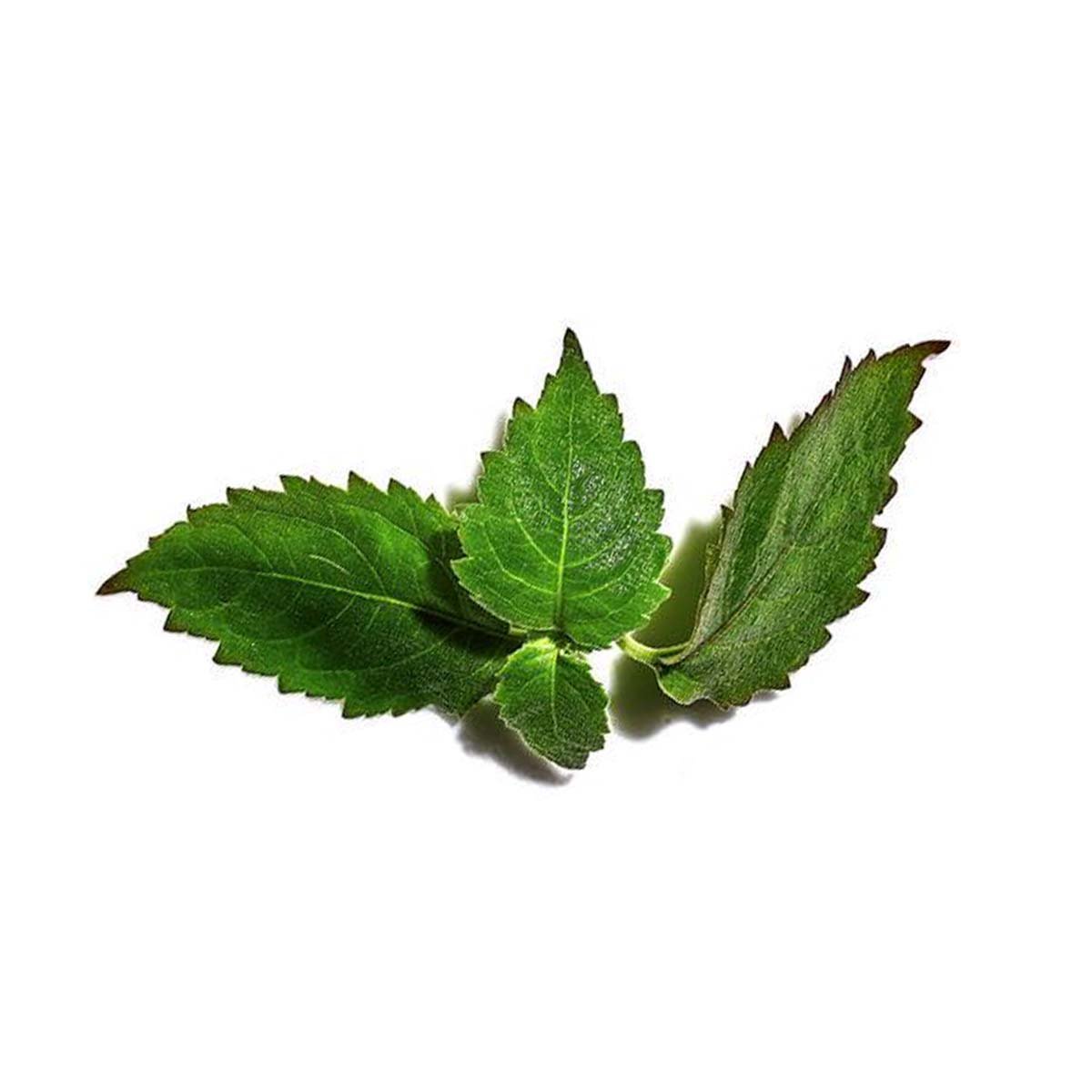 Mukhallat Fragrance Oil