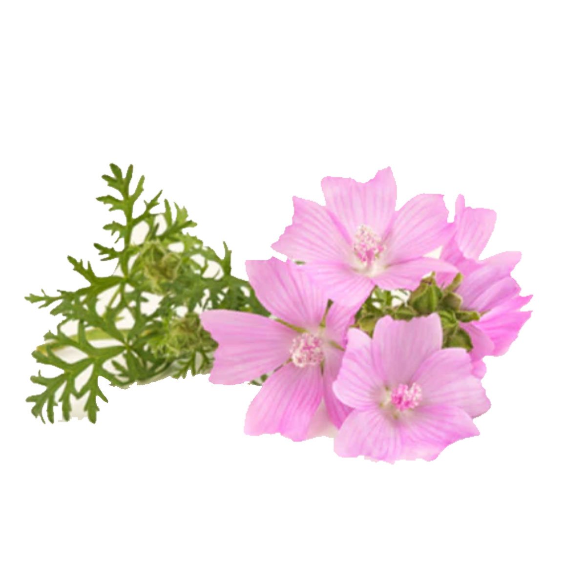 Musk Fragrance Oil